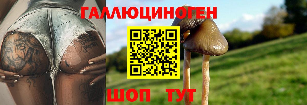 Псилоцибиновые грибы Psilocybe  Вход с VPN  Артёмовский 